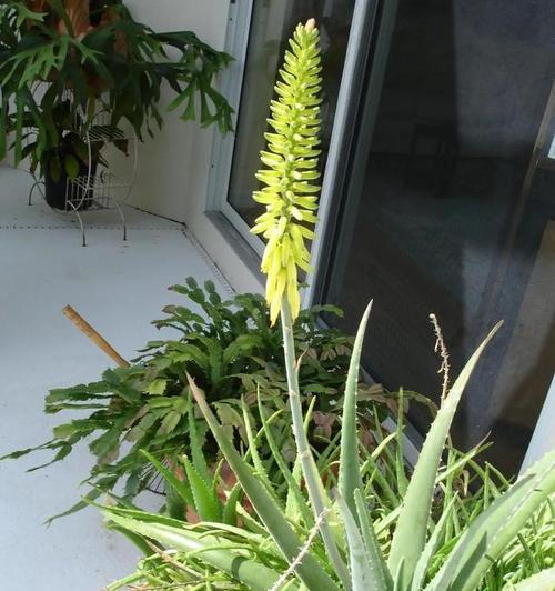 冬天如何养活移盆的芦荟(养护技巧及注意事项)
