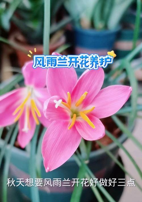 秋季修剪风雨兰的技巧（打造健康繁茂的风雨兰花园）