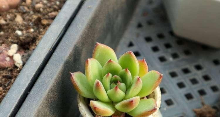 多肉叶片的水养技巧（打造健康多肉植物的秘诀）