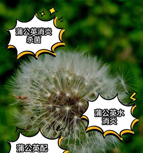 蒲公英的象征意义（盘点蒲公英的十五重含义）