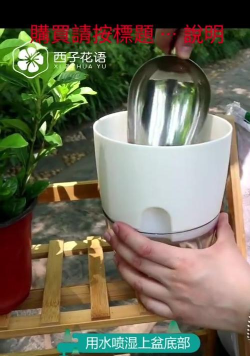 绿萝上盆（打造健康美丽的室内绿植环境）