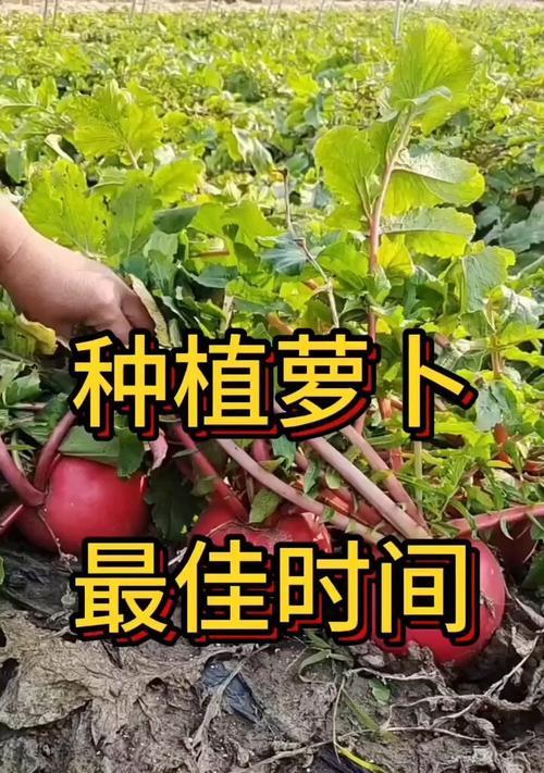 萝卜的种植与管理技术（萝卜栽培的时间、方法和注意事项）