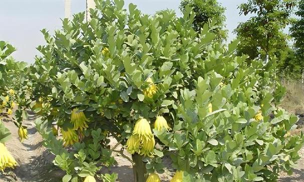 佛手种子的种植方法与技巧（快速育苗、适宜环境与病虫害防治）