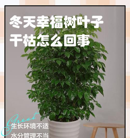 幸福树的叶子频繁脱落问题解决方法（遇到幸福树掉叶子，别怕，让它恢复健康吧！）