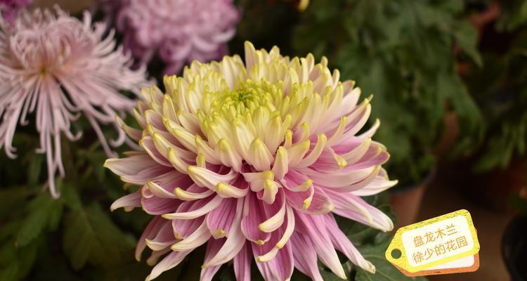 菊花种类大盘点——选择易养活又好看的品种（从开花时间、花型、颜色等方面，挑选最合适的菊花品种）