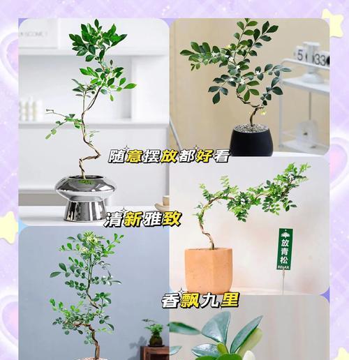九里香种植指南（品质优良，收益可观，轻松掌握种植技巧）