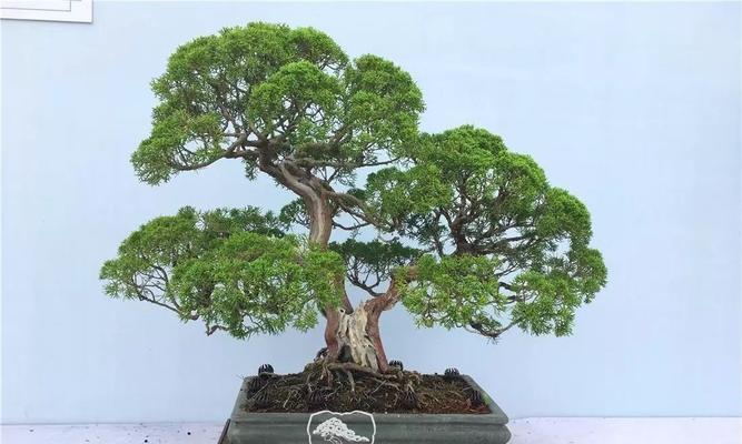 种植柏树的好处（打造生态环保的家园）