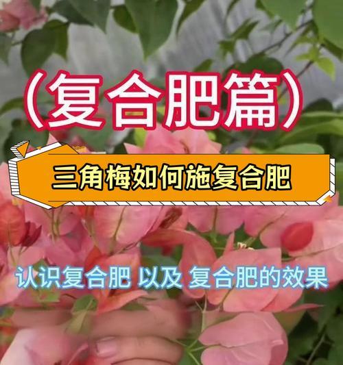 三角梅肥料指南（如何为三角梅选择合适的肥料）