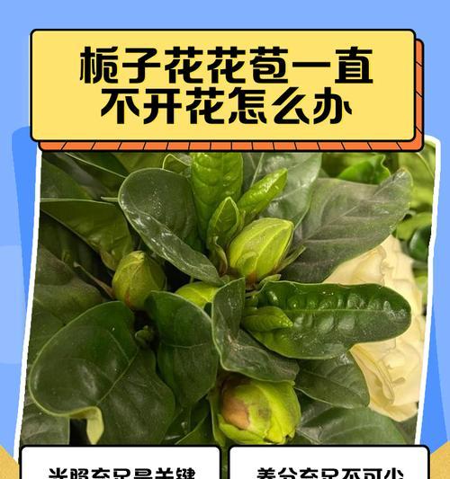 栀子花为何会掉花？（探究栀子花掉落现象的原因及对植株生长的影响）