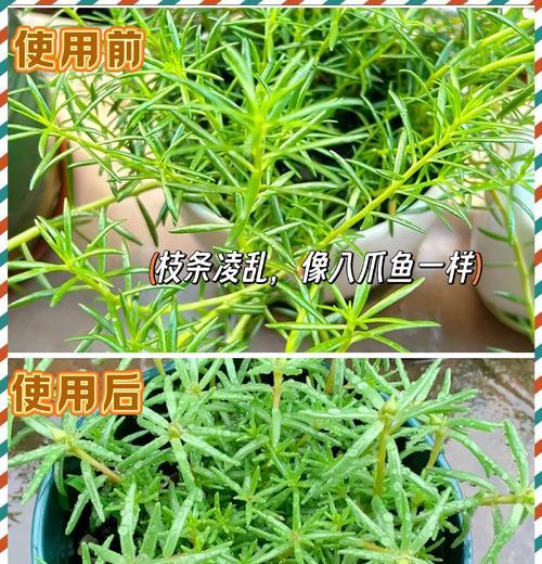花叶发白的原因及解决办法（为什么花的叶子不绿？如何处理白叶问题？）