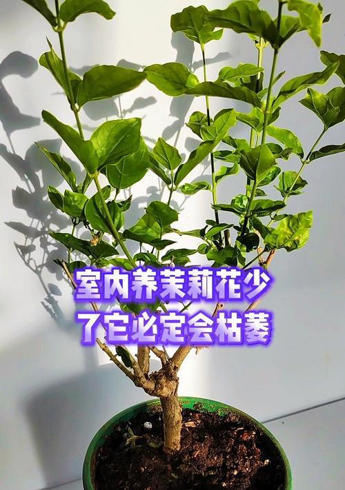 全面指南（了解以沐莉花的特点，掌握专业护理技巧）