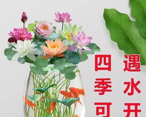 打造理想的荷花种植泥土（优质土壤培育荷花芬芳之源）