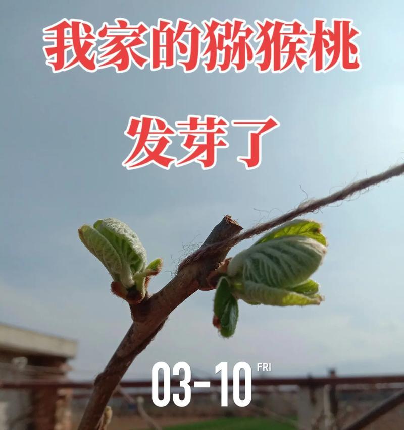 猕猴桃种子催发芽方法（探索猕猴桃种子萌芽的诀窍，让你家种子早日发芽生长）