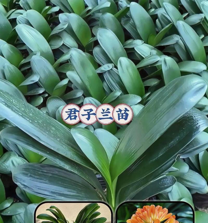 如何辨别君子兰小苗？（关键指南与技巧）
