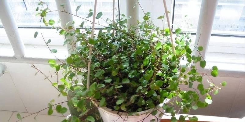 以花草吊兰怎么养（打造清新室内空气的秘密武器）