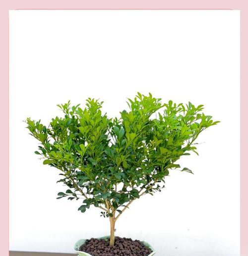 一、米兰花基本介绍