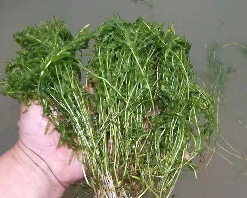 水草种子的种植方法及注意事项（如何种植水草种子，打造美丽的水草景观）