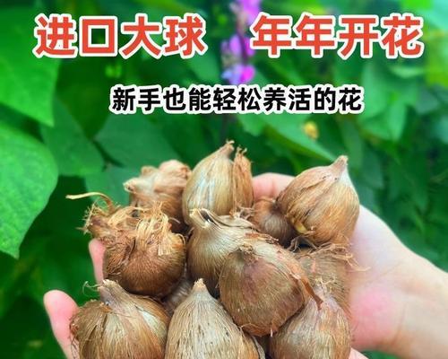 如何正确收取香雪兰种球？（关键步骤和技巧让你轻松保存种球）
