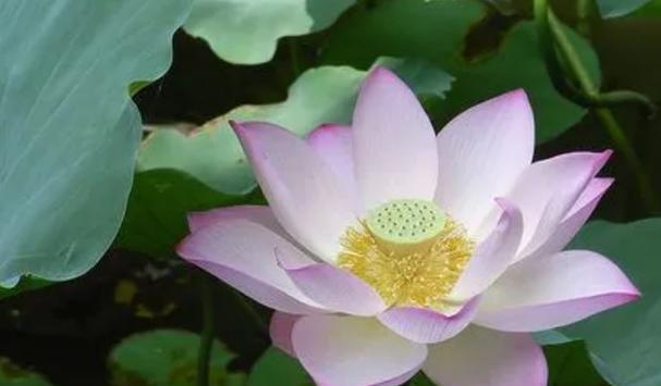 六月花卉植物选种攻略(挑选容易成活的植物,打造美丽花园)