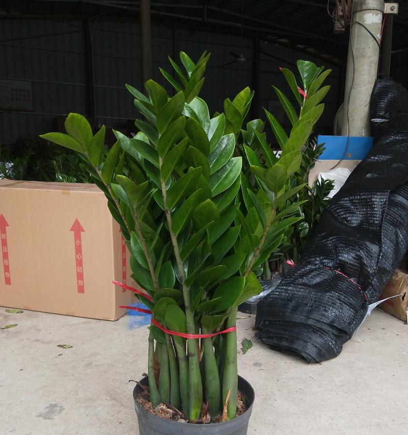大金钱树的养殖方法（从种植到繁衍，打造富贵之树）