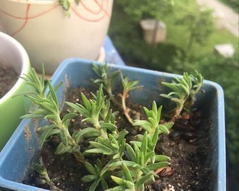 打不死草的繁植技巧（了解打不死草的，提高繁植成功率）