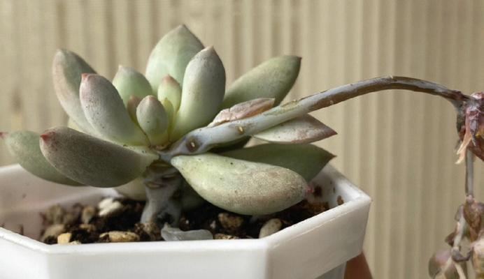 多肉植物水后怎样救活（解析多肉植物因过度浇水导致的死亡原因及救活方法）