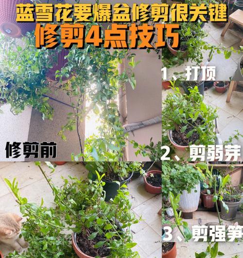 日香桂的剪枝时机与技巧(如何合理控制剪枝时间,让日香桂更健康美丽?)