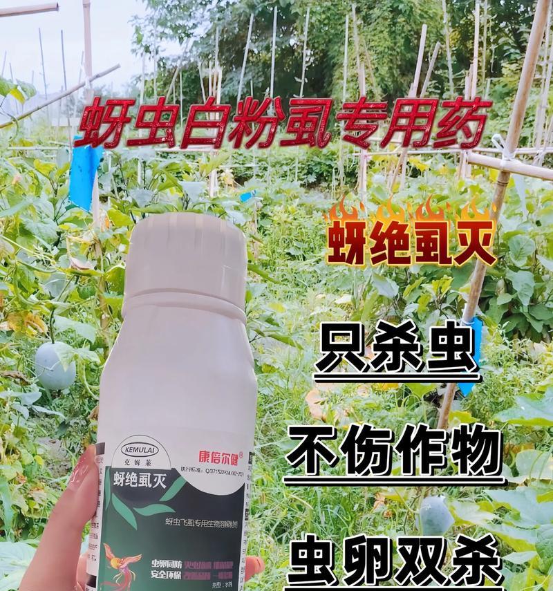 栀子花长蚜虫的防治方法(保护栀子花,远离长蚜虫的威胁)