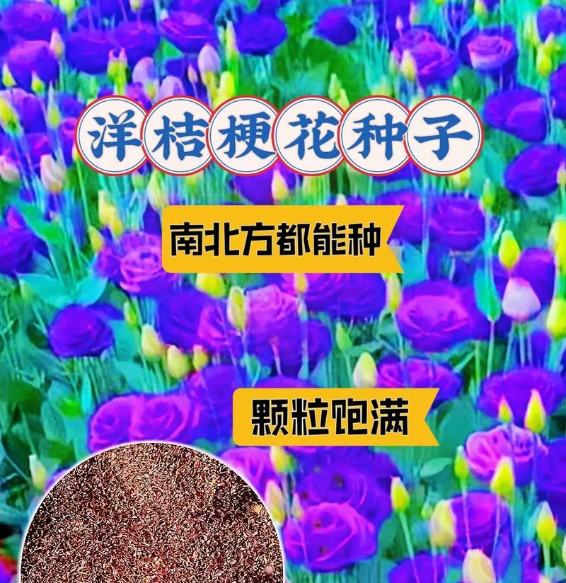 南方洋桔梗的养护指南（打造健康美丽的南方洋桔梗花园）