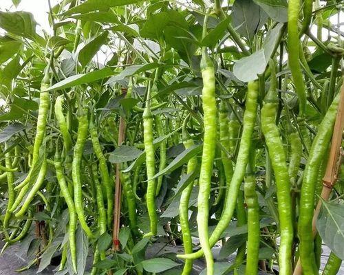 如何种植辣椒种子（从种子到果实，教你完美种出辣椒！）