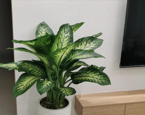 万年青黄叶掉落，如何解决？（保护万年青植物，预防黄叶掉落）
