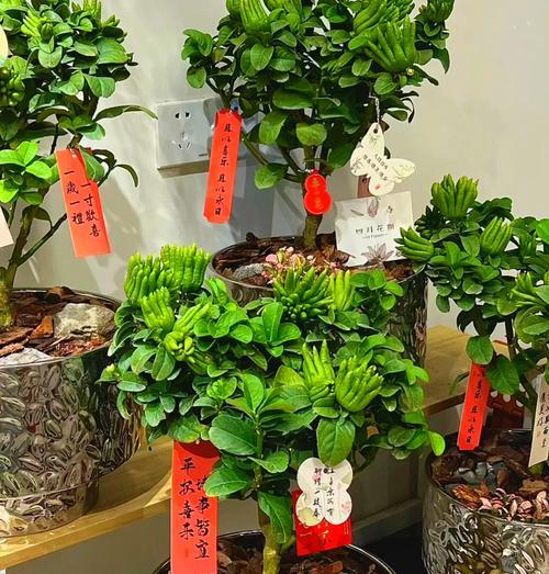 佛手树盆景的修剪与养护（打造繁茂健康的佛手树盆景，从修剪开始）