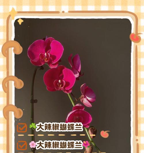 蝴蝶兰大辣椒养殖全攻略（打造丰收的蝴蝶兰大辣椒园，了解关键步骤）