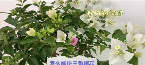 三角梅开完花后的养护方法(如何让三角梅长时间地保持花期?)