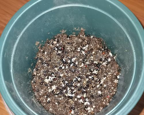 满天星种植时间与生长周期（如何种植满天星？满天星生长周期是多久？）