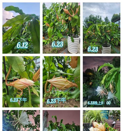 昙花浇水技巧大全（掌握正确的浇水方法，让昙花长势更旺盛）
