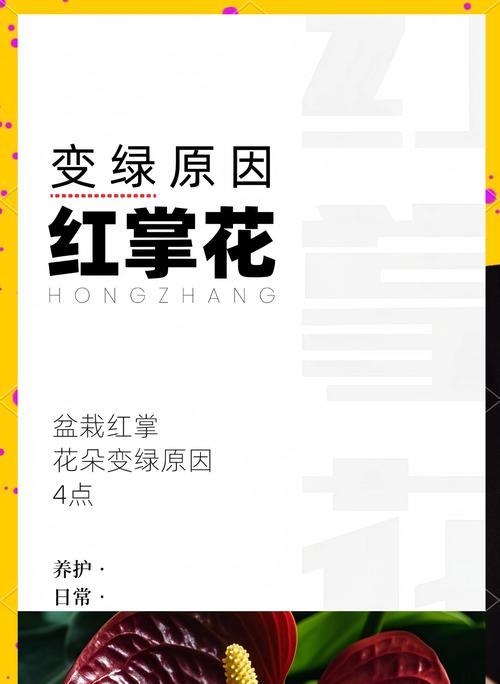 以红掌不出花的原因解析（花卉的生殖机制与红掌的特殊情况）
