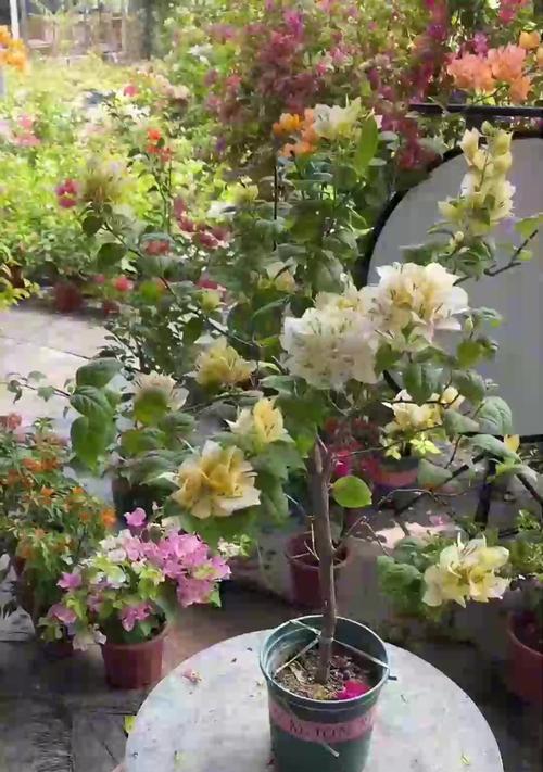 以兰花叶黄怎么处理（兰花叶黄病的防治方法）