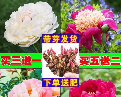 芍药花冬季保管指南（室内保养、适当修剪和适温是关键）