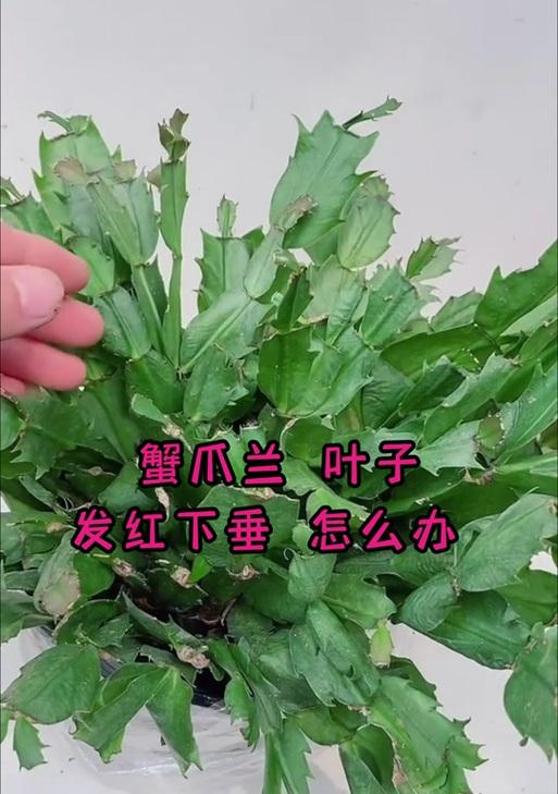 如何处理谢爪兰发红发蔫问题？（有效解决谢爪兰发红发蔫的办法）