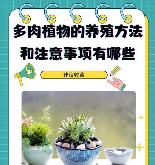 多肉清洗的技巧与方法(打造健康多肉盆栽的必备步骤)