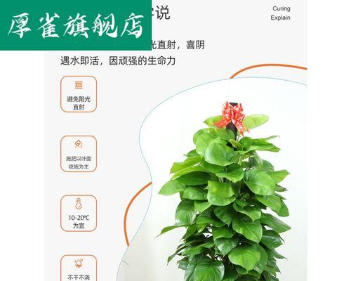 绿萝柱的浇水方法（养护绿萝柱的技巧）