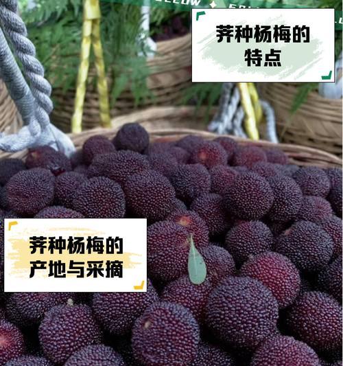 广西适宜种植杨梅吗？（探究广西种植杨梅的可行性及其优势）