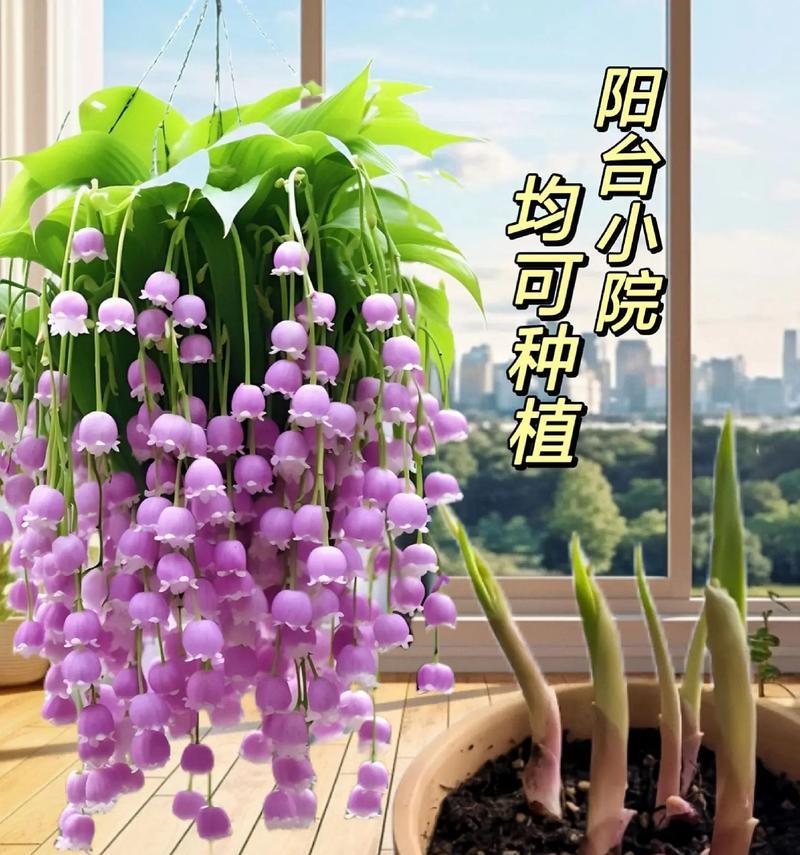 铃兰花的种植与栽培（栽种时间、方法及注意事项）