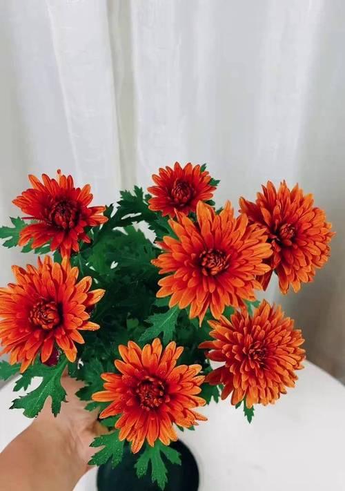 荷兰菊的毒性及室内养护技巧（荷兰菊真的有毒吗？怎样在室内安全地养护？）