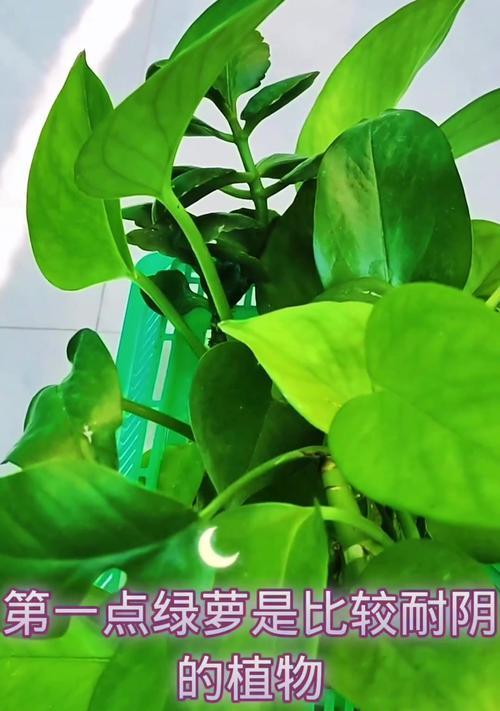 绿萝水培转土培的方法与注意事项(从水中生长到土中成长,绿萝如何顺利移植?)