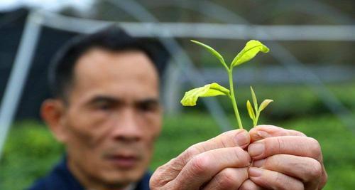 黄金培育的全面指南（探索黄金培育的技巧和方法）