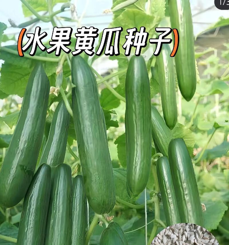 黄瓜何时成熟？（判断黄瓜是否成熟的依据与技巧）