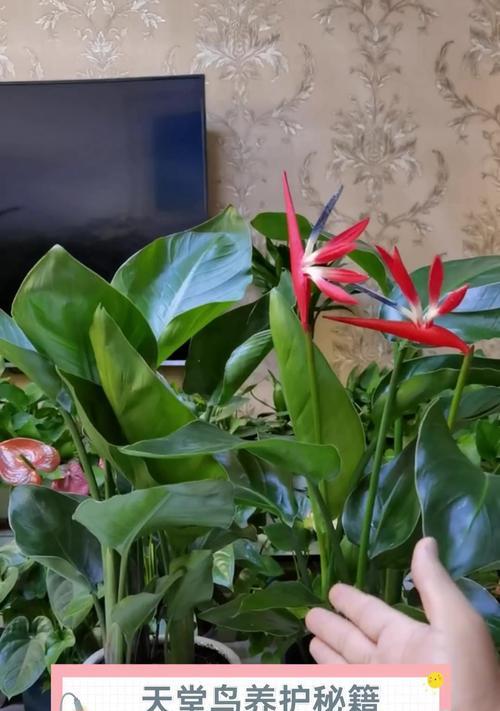 《以鹤忘兰花怎么养》（营造自然之美，为心灵留下一方净土）