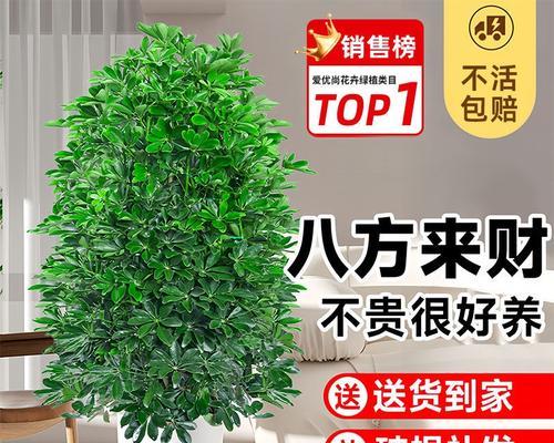 水晶草的养护秘籍（水晶草怎么养？教你一步步打造美丽家居绿植）